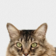 Whiskers
